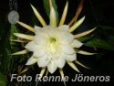 Epiphyllum vit